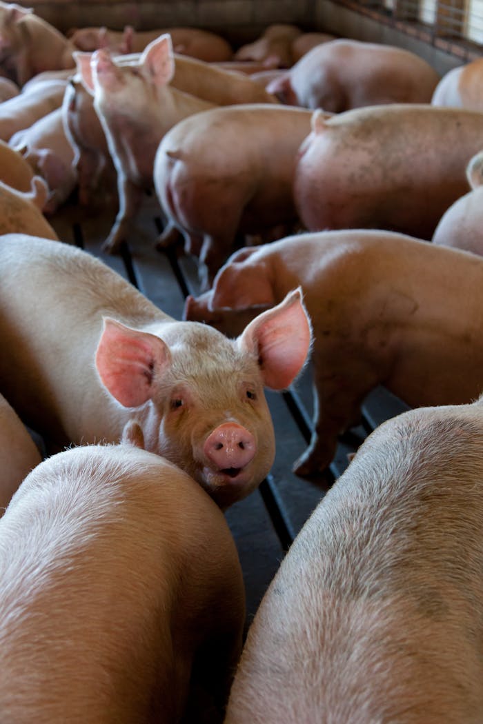 Services Close-up of pigs in an indoor livestock pen on a farm. Captures the essence of animal agriculture.