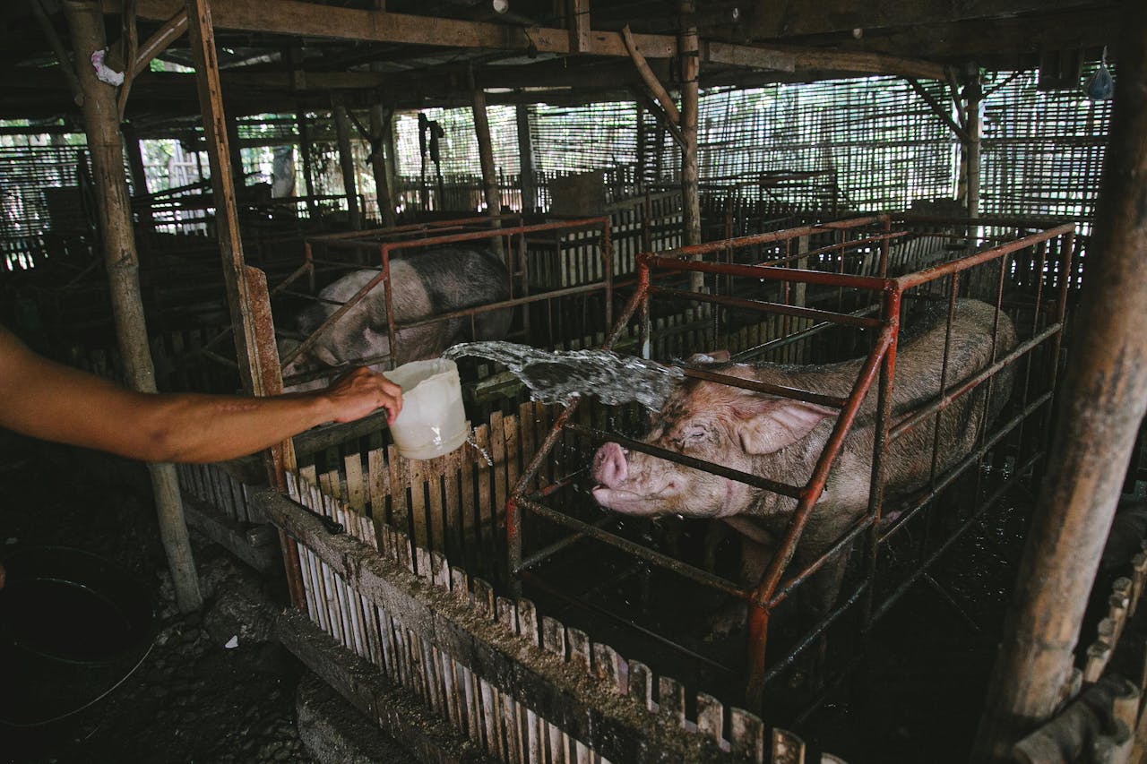 Services A farmer splashes water on pigs in an indoor farm setting.