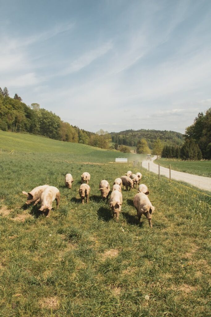 pexels photo 5610060 Group of pigs grazing in a verdant field in rural Zurich, Switzerland.