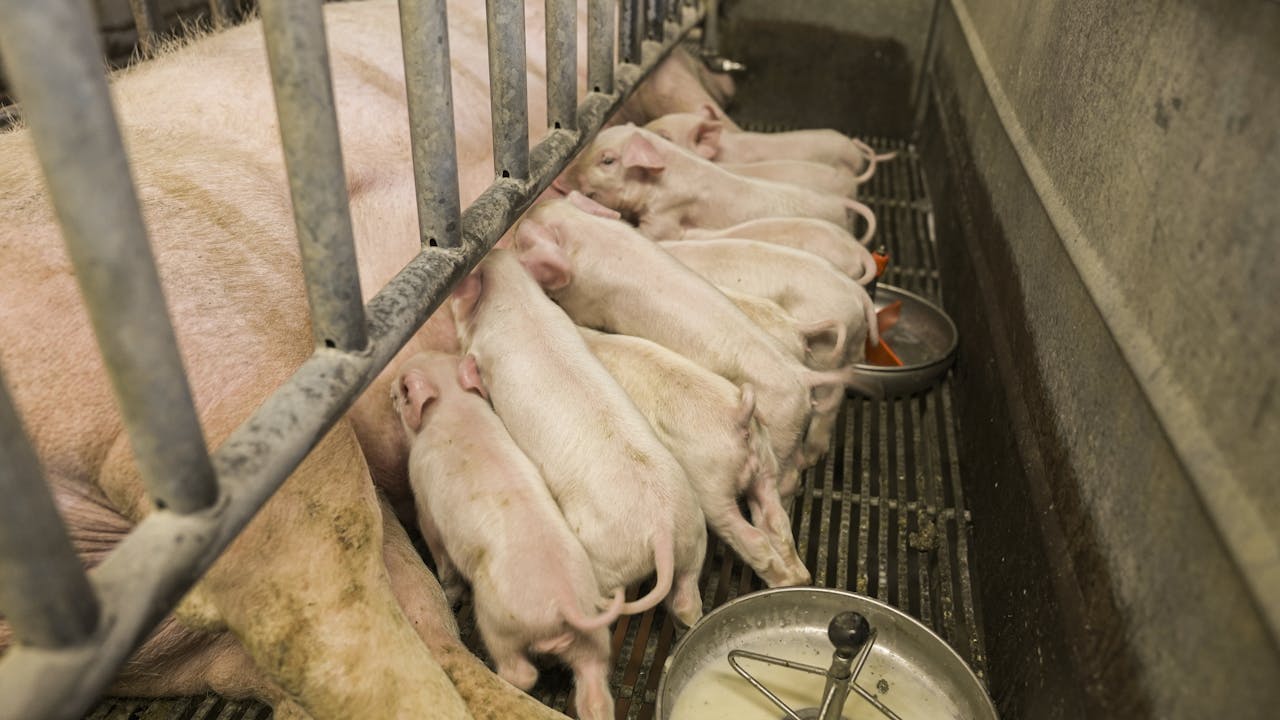 Services Piglets nursing from a mother pig on a farm in North Carolina, USA.